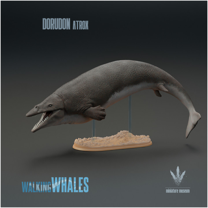Dorudon atrox : Spear-toothed Whale image