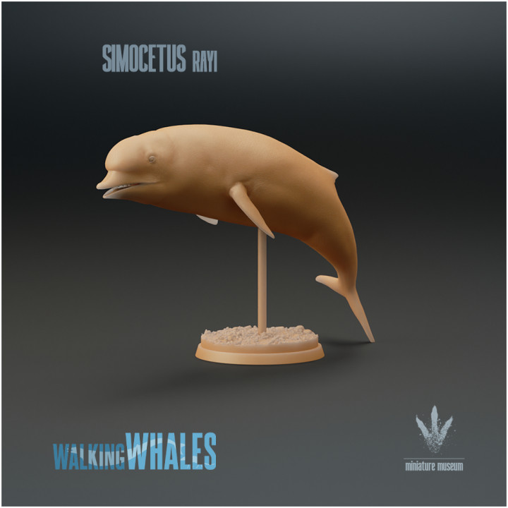 Simocetus rayi : Pug-nosed Whale