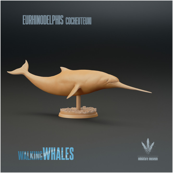 下载 Eurhinodelphis cocheuteuxi : Well-nosed Dolphin 通过