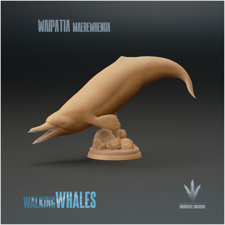Waipatia maerewhenua : Prehistoric Dolphin
