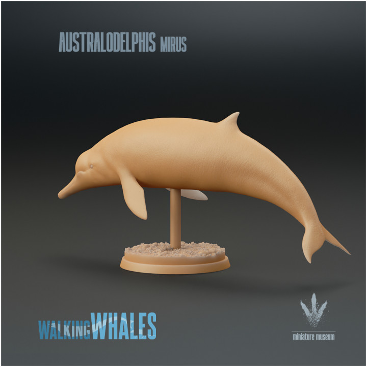 Australodelphis mirus : Prehistoric Beaked-whale image