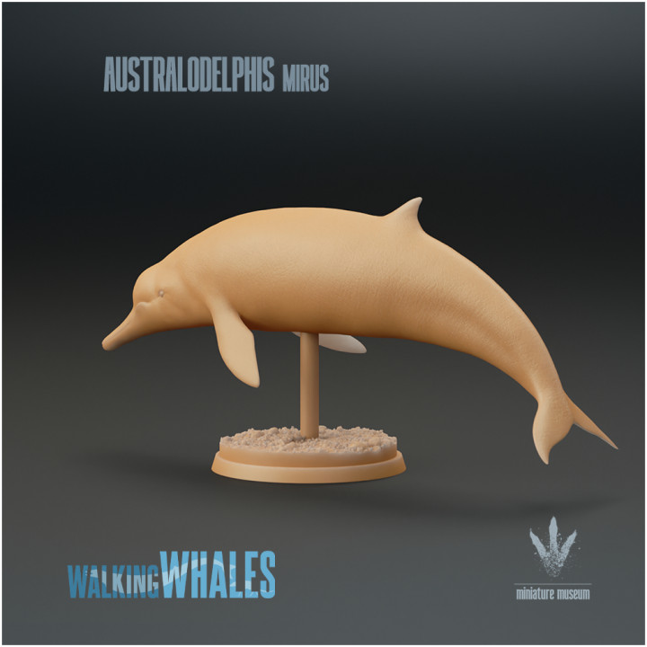 Australodelphis mirus : Prehistoric Beaked-whale