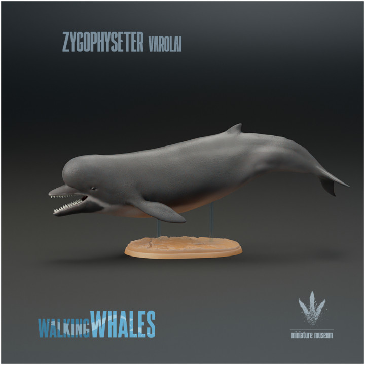 3D Printable Zygophyseter Varolai : Early Sperm Whale By Miniature Museum