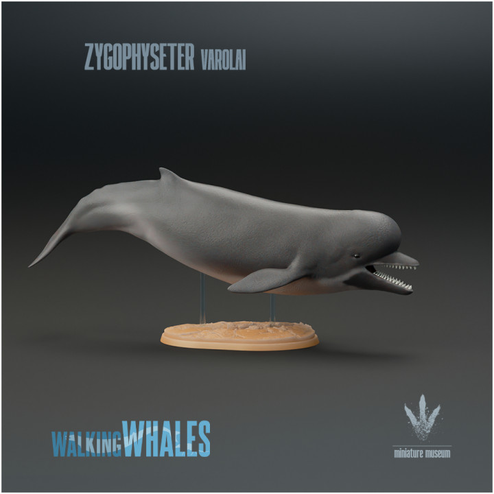 3D Printable Zygophyseter varolai Early Sperm Whale by Miniature Museum