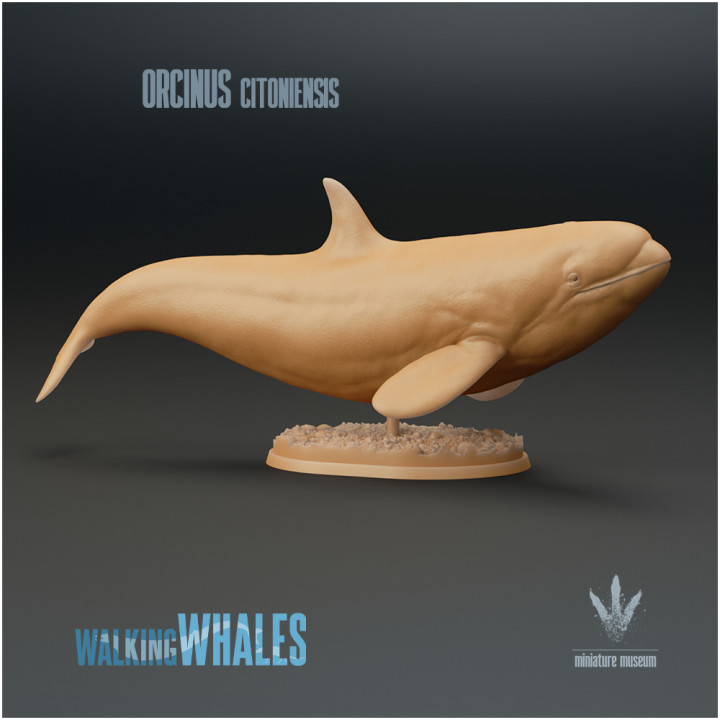 Orcinus citoniensis : Prehistoric Orca image