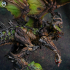 Forest Dragon - Sylvax The Ancient Protector print image
