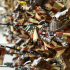 Knights of Gallia - Highlands Miniatures print image