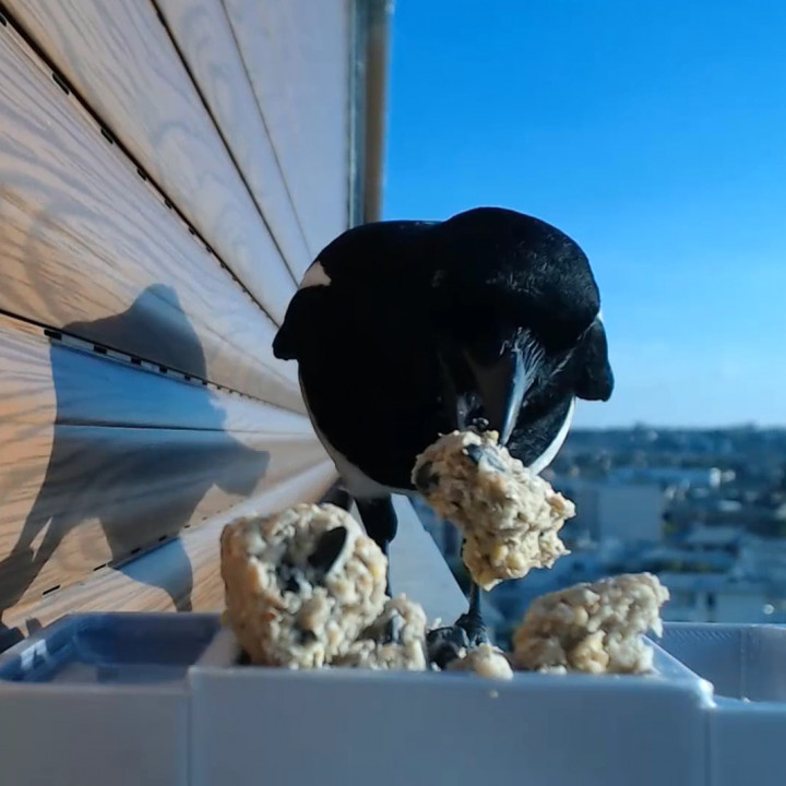 Bird Feeder