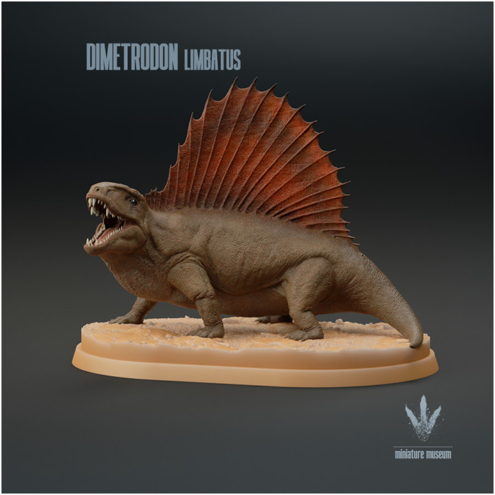 Dimetrodon limbatus : Vocalizing image