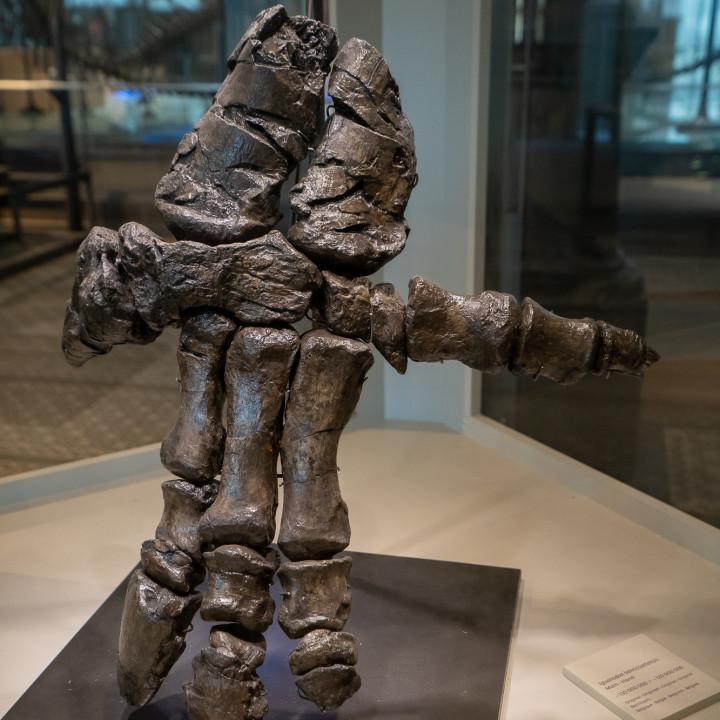 Iguanodon hand