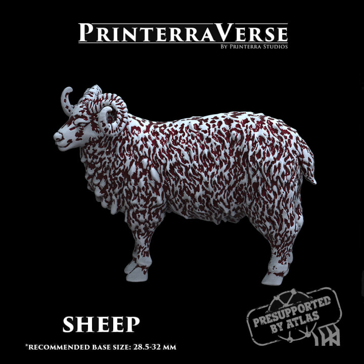 004 ANIMAL Sheep