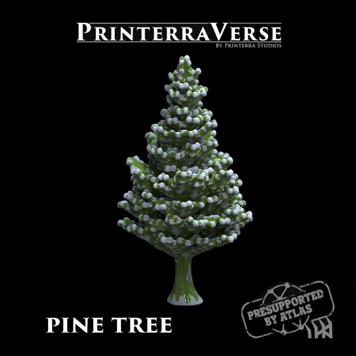004 PLANT Pine tree
