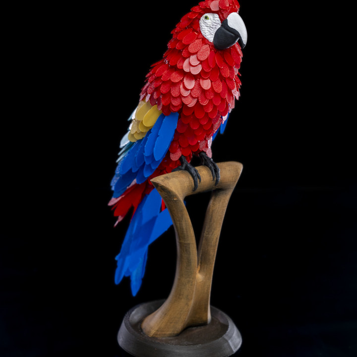 Macaw Feather Puzzle