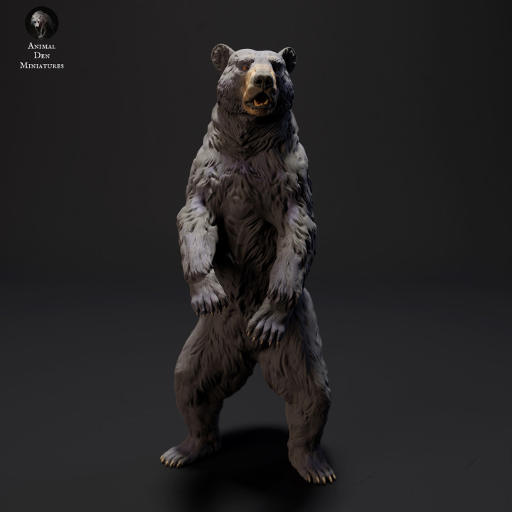 Black Bear Standing image