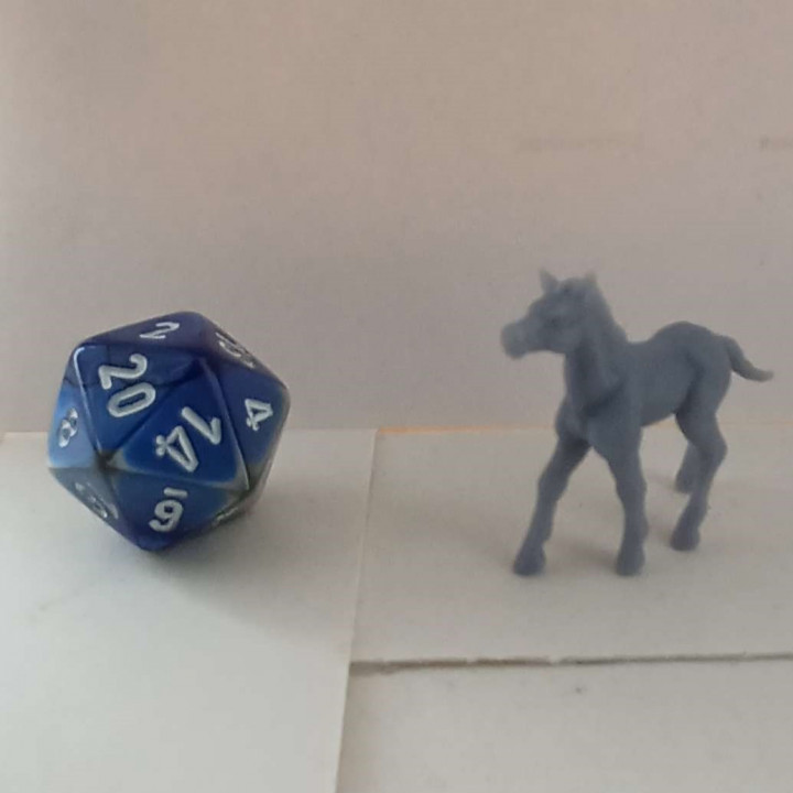 Foal Set