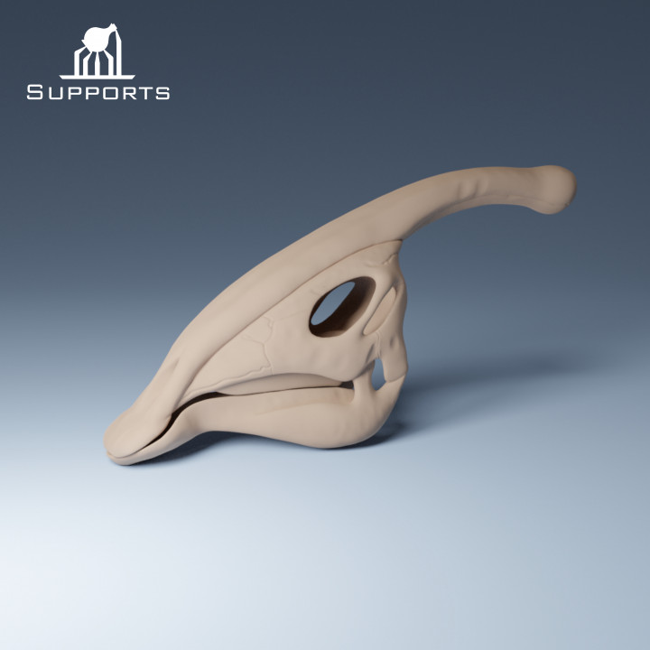 Dinosaur Skulls 1