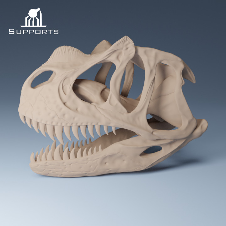 Dinosaur Skulls 1 image