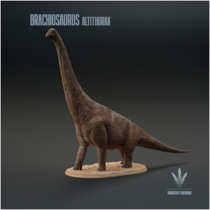 Brachiosaurus altithorax : The Jurassic Sauropod image