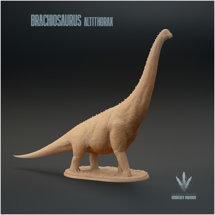 Brachiosaurus altithorax : The Jurassic Sauropod image