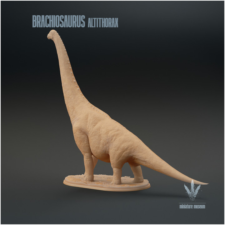 Brachiosaurus altithorax : The Jurassic Sauropod image