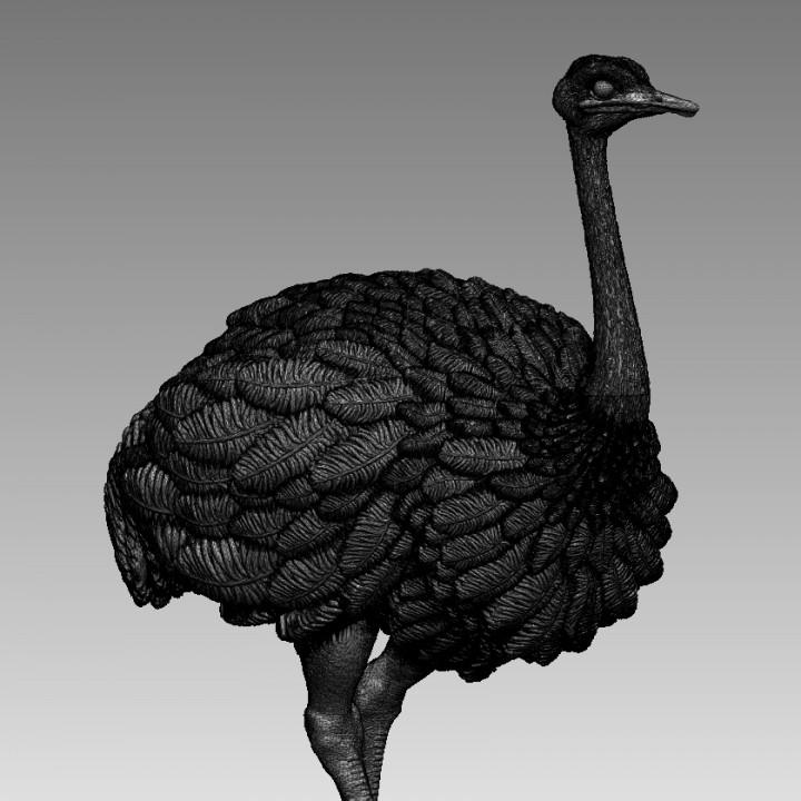 ostrich