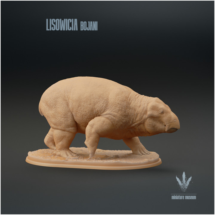 Lisowicia bojani : Walking