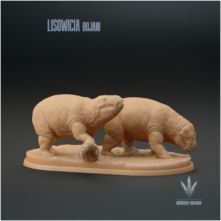 Lisowicia bojani : Feeding
