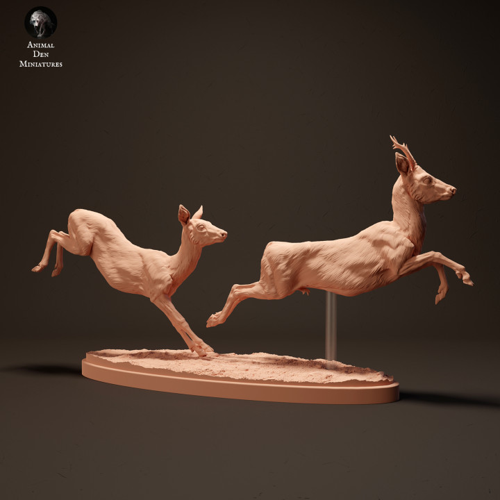 Roe Deer Running