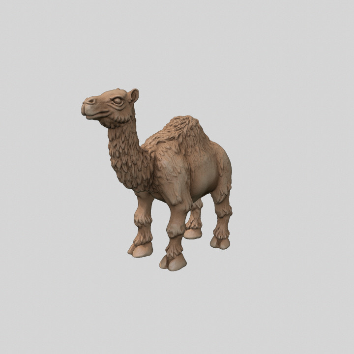 Camel standing