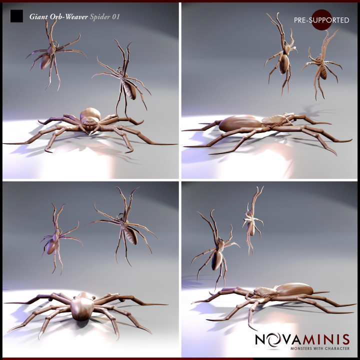 Giant Orb-Weaver Spider 01