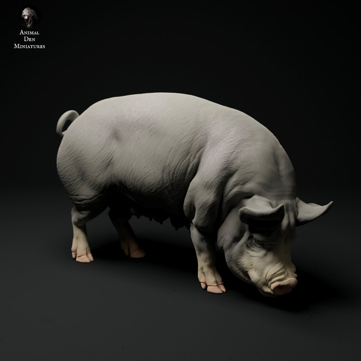Berkshire Pig Grazing's Cover