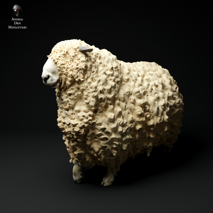 Devon and Cornwall Longwool Ram Walking's Cover