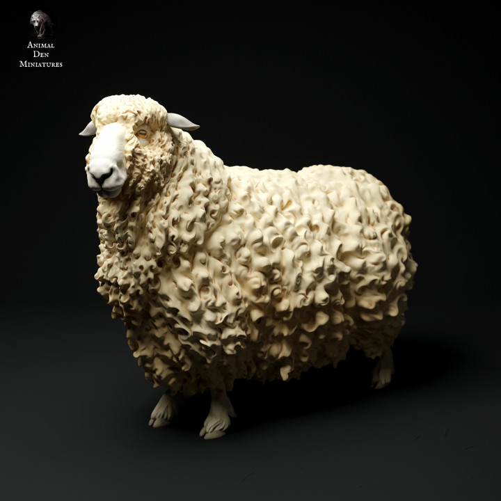 Devon and Cornwall Longwool Sheep image