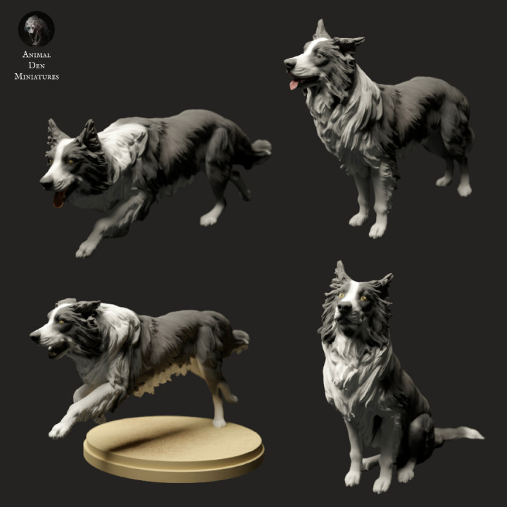 Border Collie Dog Pack's Cover