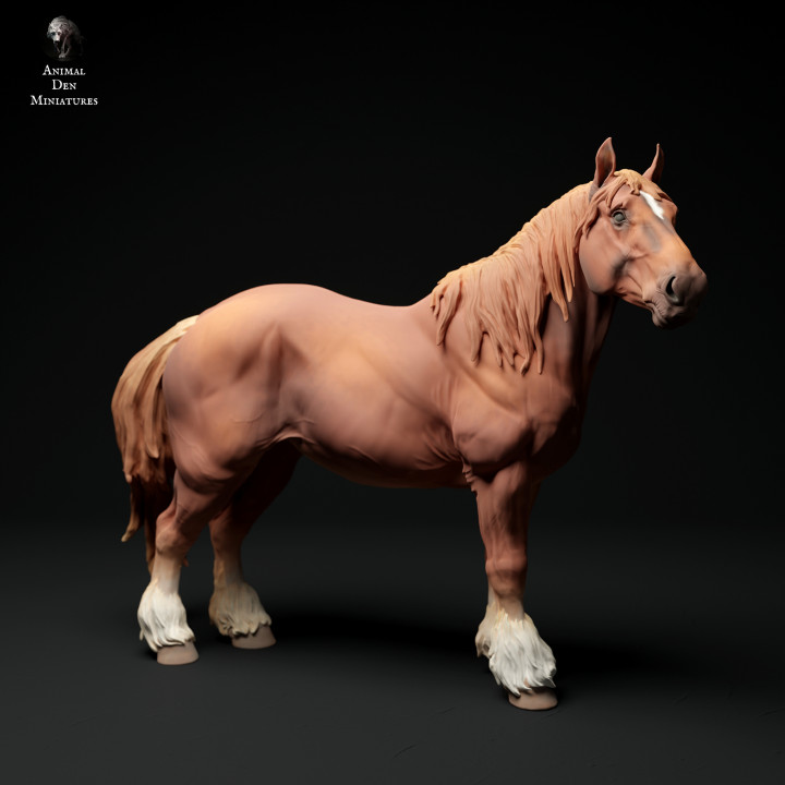 Suffolk Punch Horse Mare image