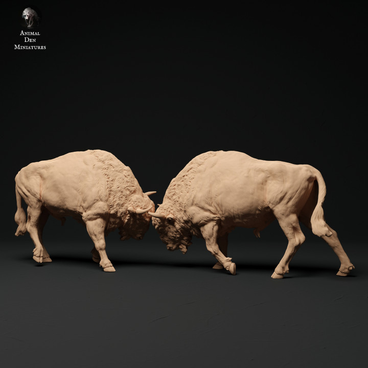 European Bison Bulls Fight image