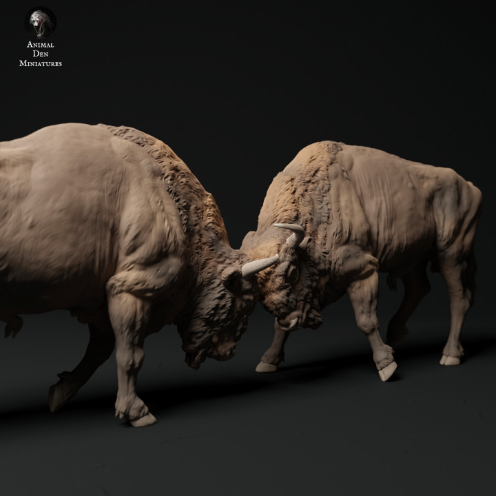 European Bison Bulls Fight image