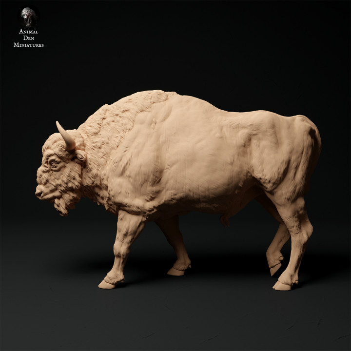 European Bison image