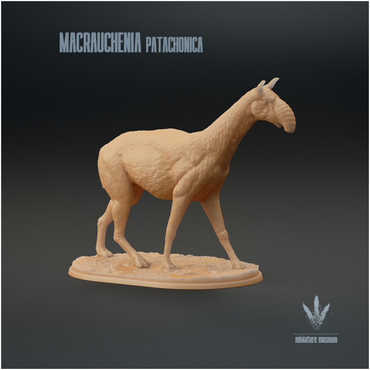 Macrauchenia patachonica : The Long Llama image