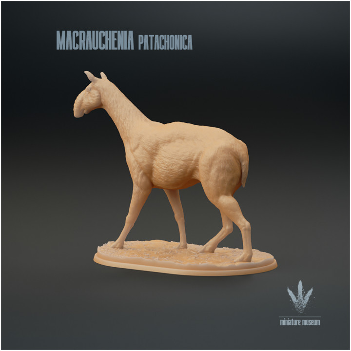 Macrauchenia patachonica : The Long Llama image