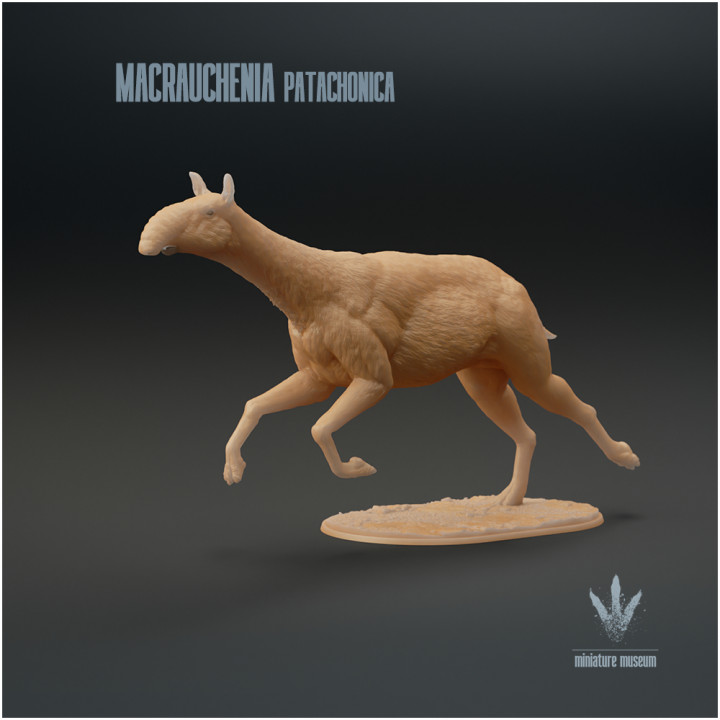 Macrauchenia patachonica : Running image