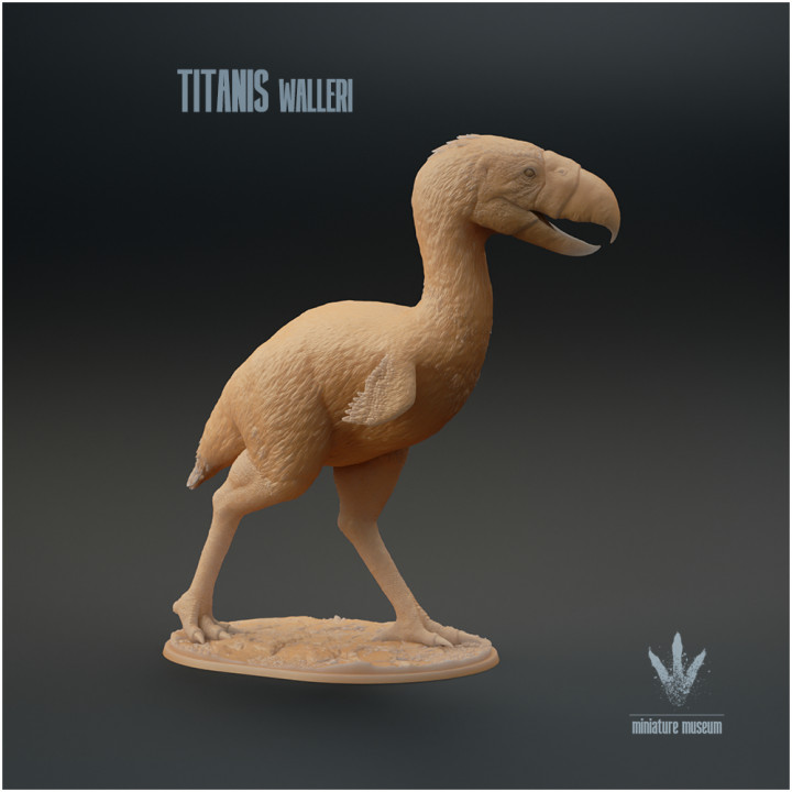 Titanis walleri : The Terror Bird