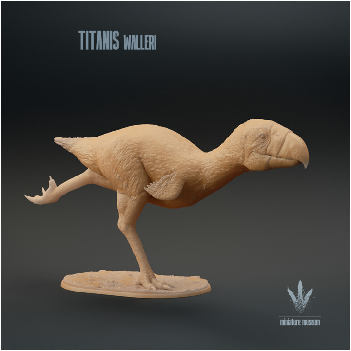 Titanis walleri : Running