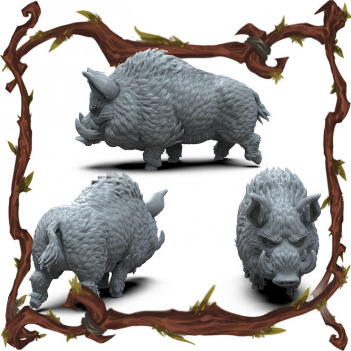 Boar