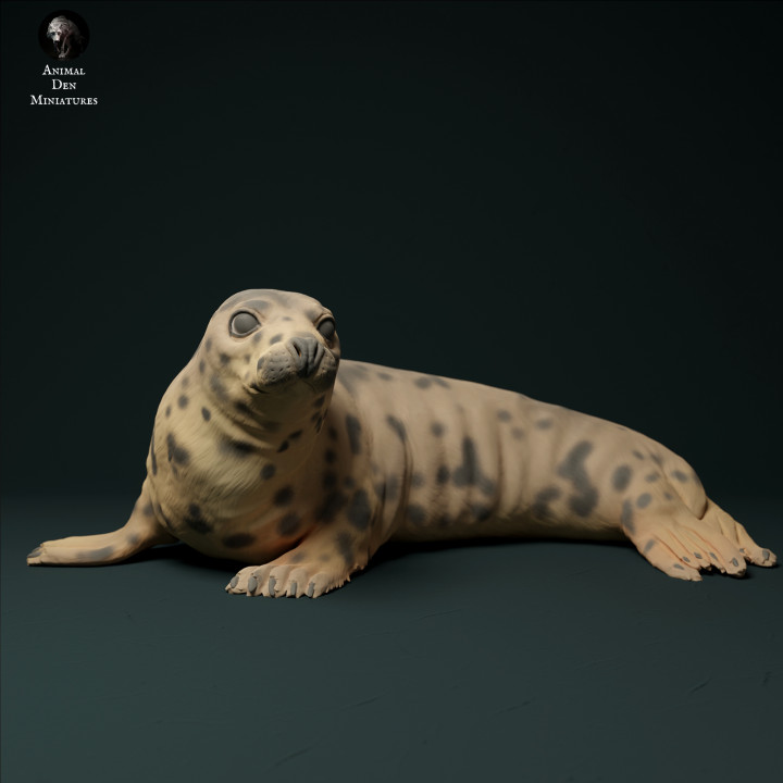 Grey Seal Female image