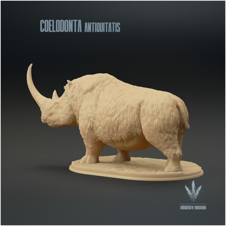 Coelodonta antiquitatis : The Woolly Rhinoceros image