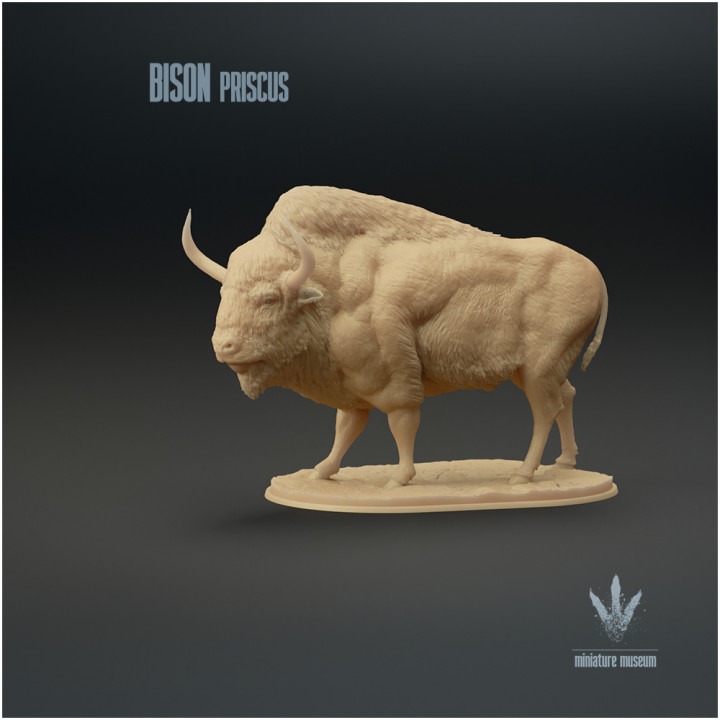 Bison priscus : The Steppe Bison image