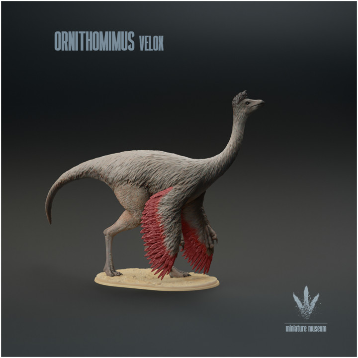 Ornithomimus velox : The Bird Mimic image