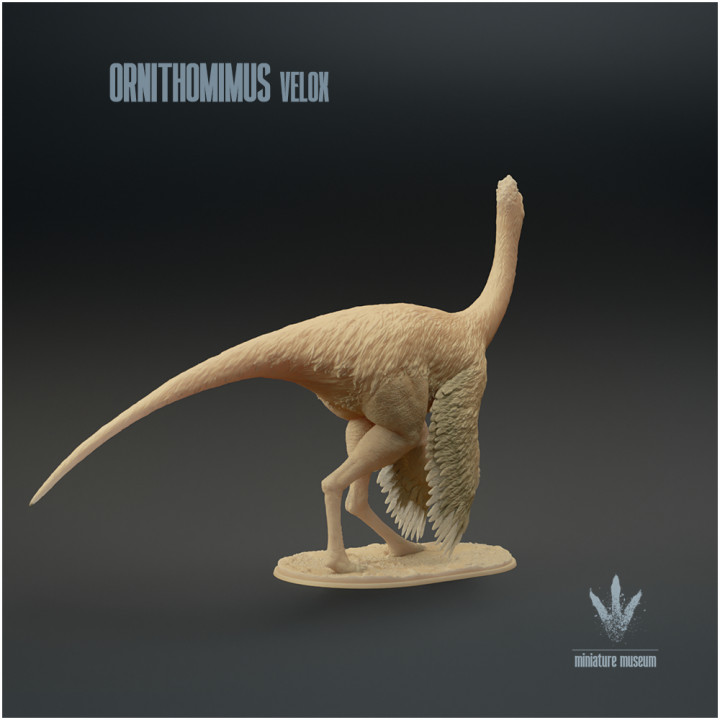 Ornithomimus velox : The Bird Mimic image