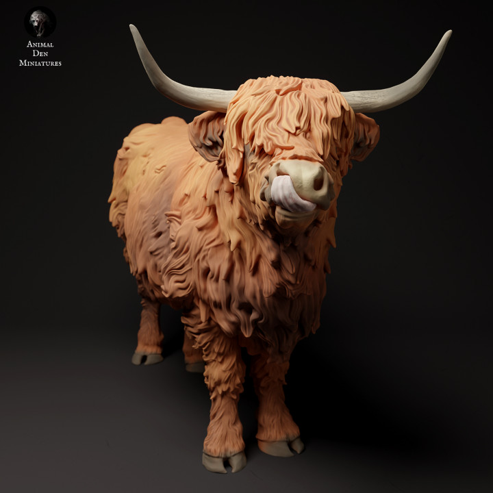 Highland Cow image